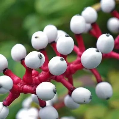 Baneberry Putih