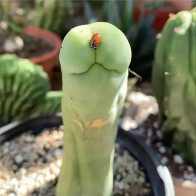 Kaktus Penis